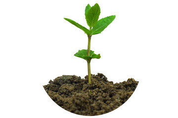 Leaves of mint or Peppermint growing in sunlight closeup, Growing tree, Fresh raw mint leaves isolated on transparent background with clipping path, Mint leaves
