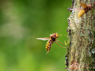 Hornisse (Vespa crabro)