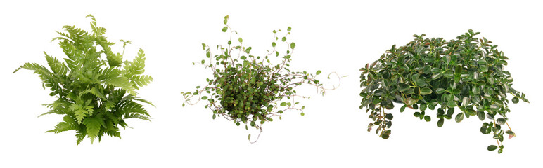 観葉植物切り抜きセット透過PNG背景白