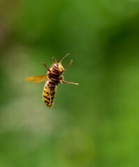 Hornisse (Vespa crabro)