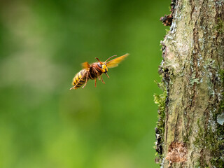 Hornisse (Vespa crabro)
