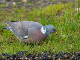 Ringeltaube (Columba palumbus)