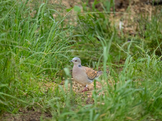 Turteltaube (Streptopelia turtur)