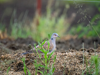 Turteltaube (Streptopelia turtur)