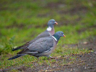 Ringeltaube (Columba palumbus)