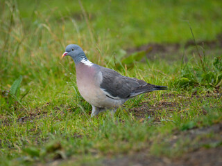 Ringeltaube (Columba palumbus)