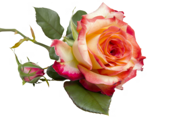 A single rose with green leaves is the main focus of the image