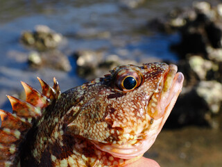 何か言いたげなカサゴ