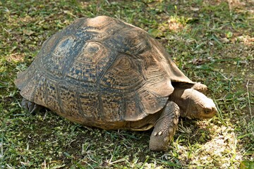 Leopard Tortoise (Stigmochelys pardalis) in Phezulu Safari Park, near Durban city. Republic of South Africa. Africa.