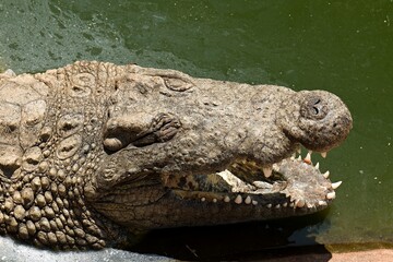 Nile Crocodile (Crocodylus niloticus) in Phezulu Safari Park, near Durban city. Republic of South...