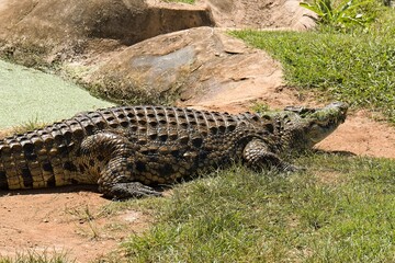 Nile Crocodile (Crocodylus niloticus) in Phezulu Safari Park, near Durban city. Republic of South Africa. Africa.