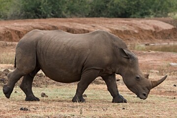 Fototapeta premium White Rhino (Ceratotherium simum) in Hlane Royal National Park. Eswatini. Africa.