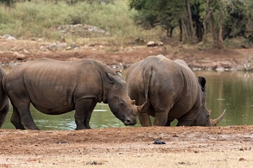 Naklejka premium A white rhinoceros (Ceratotherium simum) at a watering hole in Hlane Royal National Park. Eswatini. Africa.