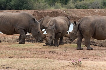 A white rhinoceros (Ceratotherium simum) at a watering hole in Hlane Royal National Park. Eswatini. Africa.