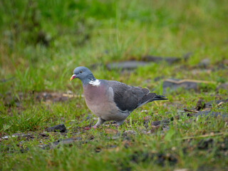 Ringeltaube (Columba palumbus)