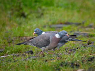 Ringeltaube (Columba palumbus)