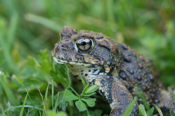 Closeup on an adult Western toad, Anaxyrus or Bufo boreas sitting on the grass