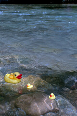 Obraz premium Enchanted Rubber Ducks Floating in a Serene Colombian River