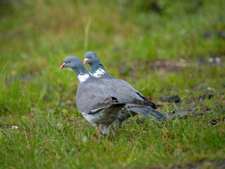 Ringeltaube (Columba palumbus)