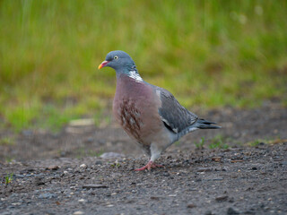 Ringeltaube (Columba palumbus)