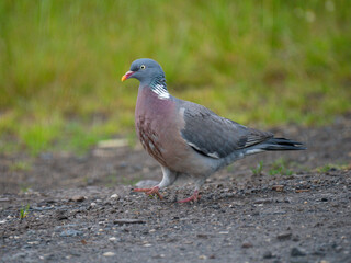 Ringeltaube (Columba palumbus)