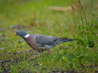 Ringeltaube (Columba palumbus)