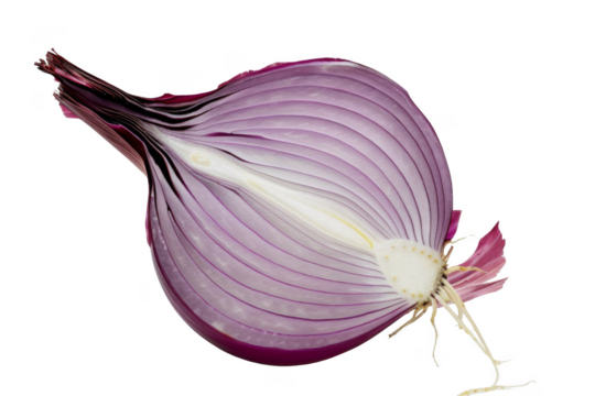 A close up of an onion with its root still attached