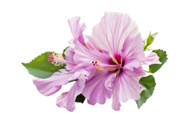 A pink flower with a green stem