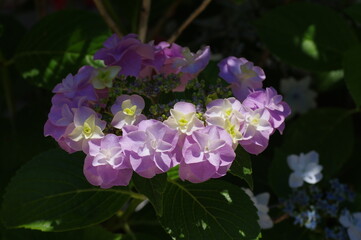 庭のガクアジサイ