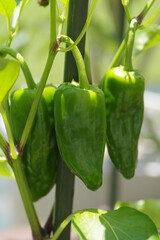 家庭菜園で栽培中のピーマン