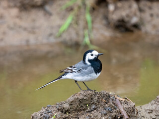Bachstelze (Motacilla alba)