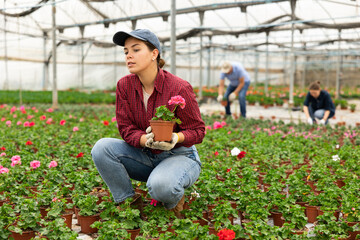 industrious gardener girl offers to see and appreciate young flowering large - flowered geranium...