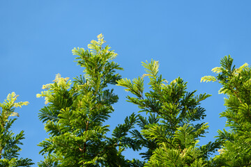 Beautiful green leaves of plants named 
