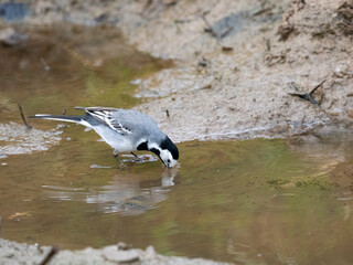 Bachstelze&nbsp;(Motacilla alba)