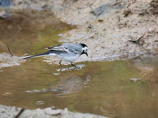 Obraz premium Bachstelze&nbsp;(Motacilla alba)