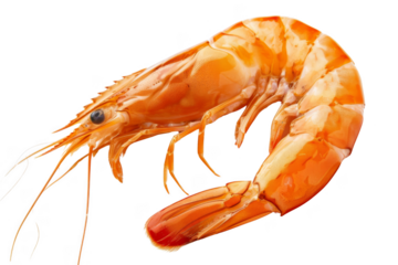 A shrimp is shown in a close up on a white background