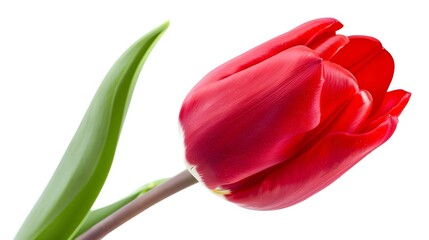 Fototapeta premium Red tulip isolated on white background