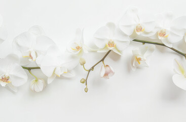 White orchid wreath, flat lay, elegant, delicate, floral arrangement, minimalist