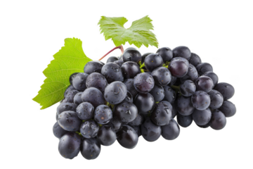 A bunch of grapes with a leaf on top