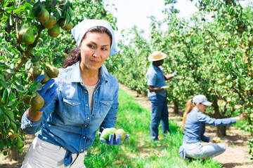 Concentrated hardworking Kazakh female farmer working in a fruit nursery plucks pears from a tree