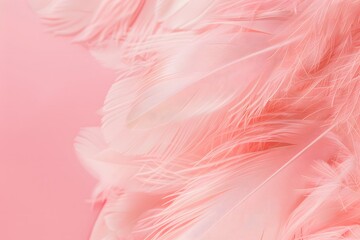 Soft Pink Feathers Background Texture