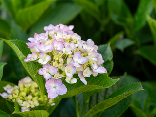 公園に咲いた赤紫色の紫陽花