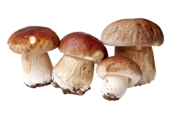 Four mushrooms are sitting on a white background