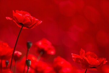 Red Poppy Flowers Field Background