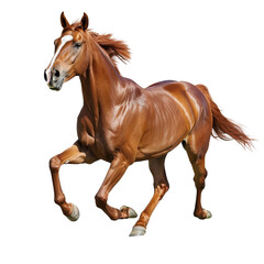 Naklejka premium A brown horse is running in a field