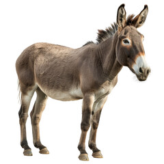 Fototapeta premium A brown donkey stands in front of a white background