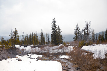 Snowy, Fog-Shrouded Landscape on Mt. Hood