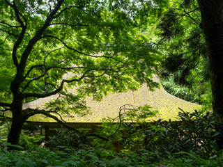 室生寺本堂と青紅葉