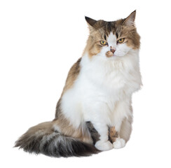 Portrait of young crossbreed Persian cat. A mixed breed cat is a cross between cats of two different breeds or a purebred cat and a domestic cat.