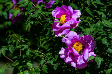Peony flowers blooming in early summer